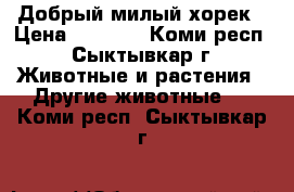 Добрый милый хорек › Цена ­ 3 000 - Коми респ., Сыктывкар г. Животные и растения » Другие животные   . Коми респ.,Сыктывкар г.